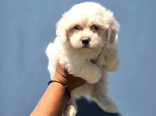 Mini Boy Maltese Terrier Bebekler görsel