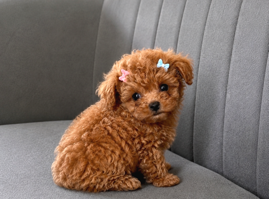 Tam Çantalık Teacup Poodle Yavrum görsel