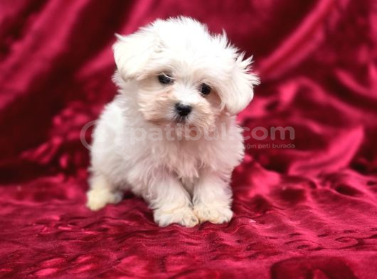Irk Standartlarına Uygun Kaliteli Maltese Terrier