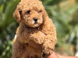 Toy Poodle Yavruları  Oyuncu Zeki Ve Aile Dostu