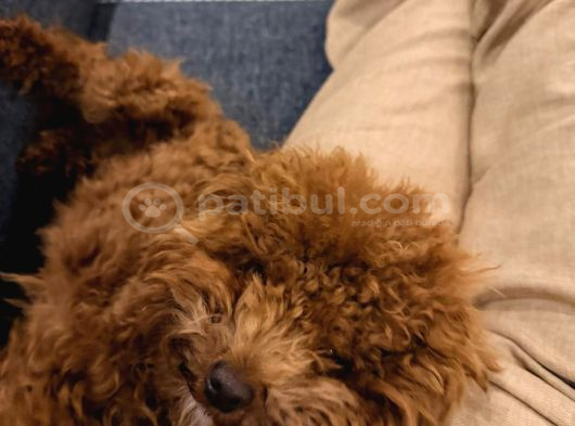 Orjinal Toy Poddle İstanbul görsel