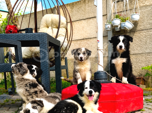 Kaliteli Kan Hattından Border Collie Yavrular görsel
