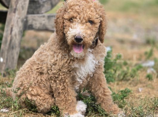 Safkan Standart Poodle Yavrular görsel