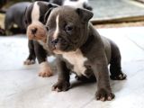Gerçek American Bully Yavrularımız
