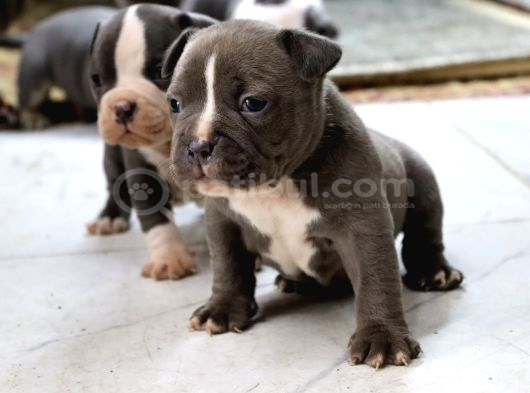 Gerçek American Bully Yavrularımız