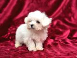 Irk Standartlarına Uygun Kaliteli Maltese Terrier