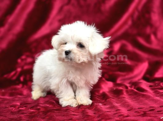 Irk Standartlarına Uygun Kaliteli Maltese Terrier görsel