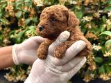 Kampanyalı Poodle Yavrular