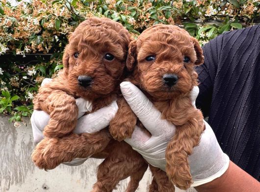 Kampanyalı Poodle Yavrular görsel