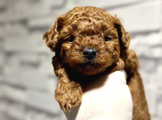 Teacup Kore Toy Poodle