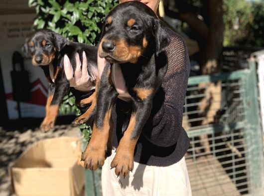 Doberman Yavru Sağlık Ve Irk Gara görsel