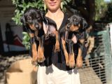 Doberman Yavru Sağlık Ve Irk Gara