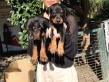 Doberman Yavru Sağlık Ve Irk Gara