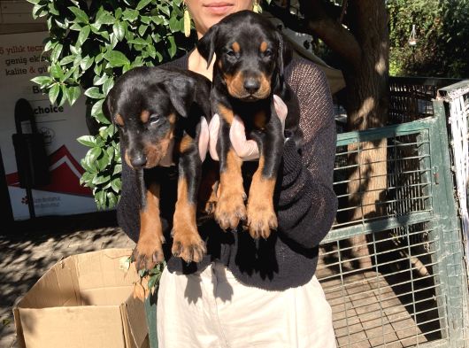 Doberman Yavru Sağlık Ve Irk Gara görsel