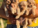 Teacup Malti̇poo Bebeklei̇rmi̇z