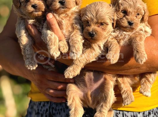 Teacup Malti̇poo Bebeklei̇rmi̇z görsel
