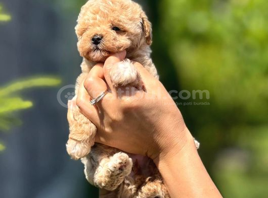Teacup Malti̇poo Bebeklei̇rmi̇z