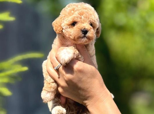 Teacup Malti̇poo Bebeklei̇rmi̇z görsel