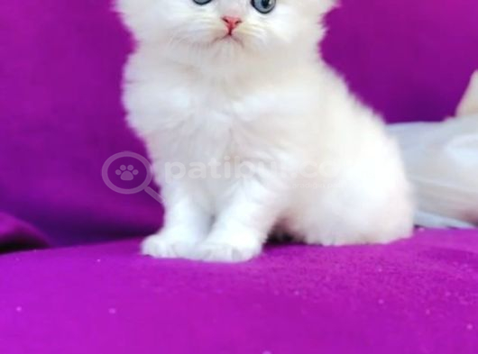British Longhair Ve Shorthair Bebekler görsel