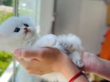 British Longhair Ve Shorthair Bebekler