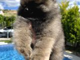 Pomeranian Dişi Bebekler