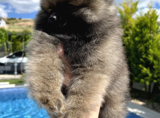 Pomeranian Dişi Bebekler görsel