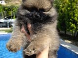 Pomeranian Dişi Bebekler