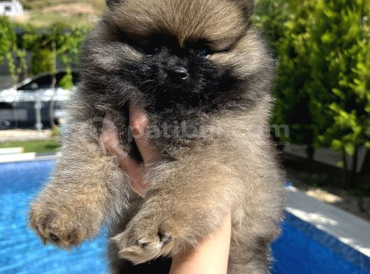 Pomeranian Dişi Bebekler