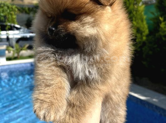 Pomeranian Dişi Bebekler görsel
