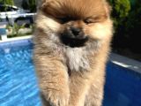 Pomeranian Dişi Bebekler
