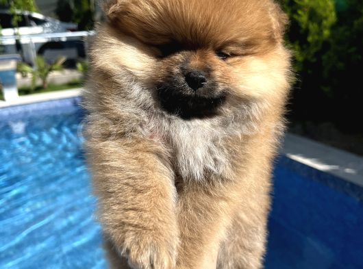 Pomeranian Dişi Bebekler görsel