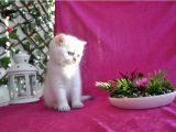 British Longhair Ve Shorthair Bebekler