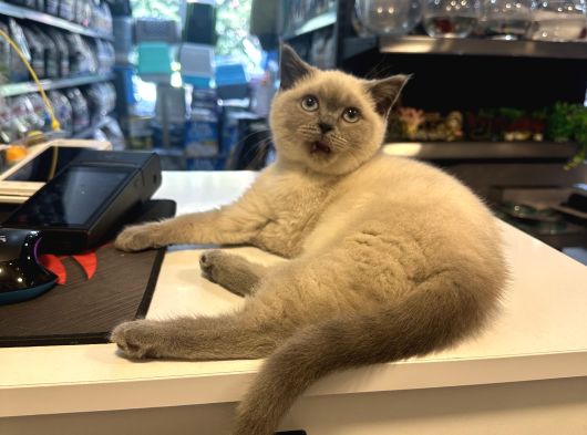 Çok Oyuncu Çok Güzel British Blue Point Yavrumuz