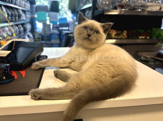 Çok Oyuncu Çok Güzel British Blue Point Yavrumuz görsel
