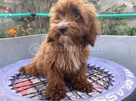 14 Şubat Doğumlu Red Maltipoo Yavrum görsel