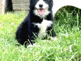Kaliteli Kan Hattından Border Collie Yavrular