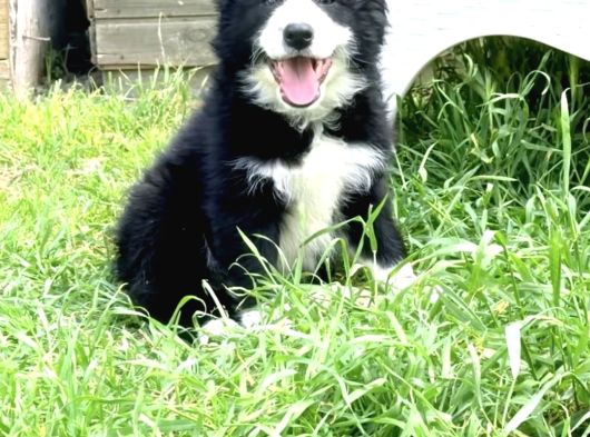 Kaliteli Kan Hattından Border Collie Yavrular görsel