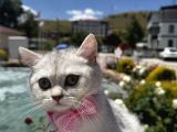 İnci Kızımız Sevgi Dolu Yuvasını Arıyor Ankara