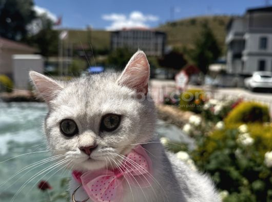 İnci Kızımız Sevgi Dolu Yuvasını Arıyor Ankara görsel