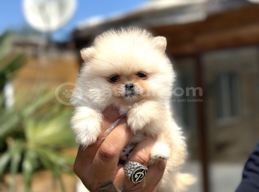 Orijinal Pomeranian Boo Özel Üretim Yavrular görsel