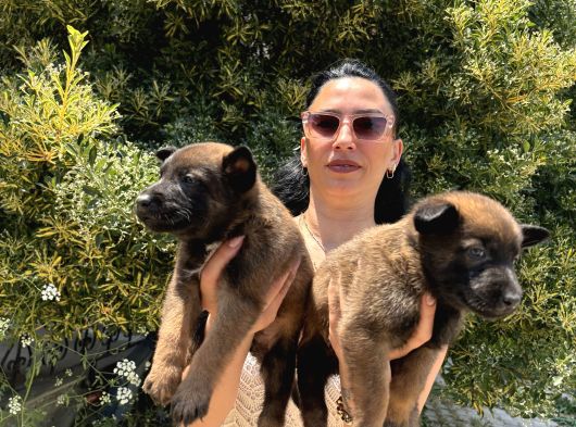 Belçika Kurdu  Malinois Yavrular görsel
