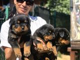 Rotweiller Fci Scrli Yavrularum