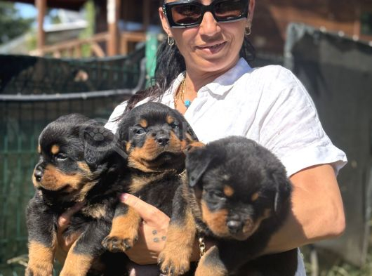 Rotweiller Fci Scrli Yavrularum görsel