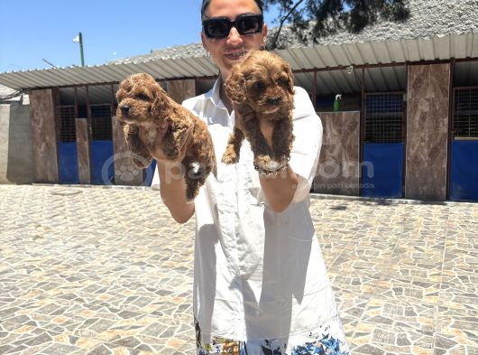 Toy Poodle Yavrularımtoy Poodle Yavrularım Sağlık Ve Irk Gar görsel