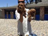 Toy Poodle Yavrularımtoy Poodle Yavrularım Sağlık Ve Irk Gar