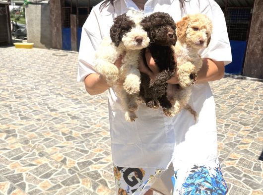 Lagotto Yavrularım Sağlık Ve Irk Gara görsel