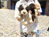 Lagotto Yavrularım Sağlık Ve Irk Gara