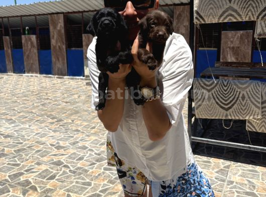 Labrador Retriver Yavrularım Sağlık Gara