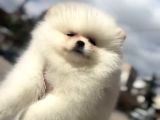 Güzeller Güzeli Pomeranian Yavrular