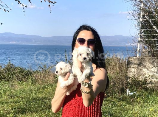 Maltese Yavrularım Sağlık Ve Irk Garan görsel